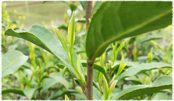 Small-leaf tea tree